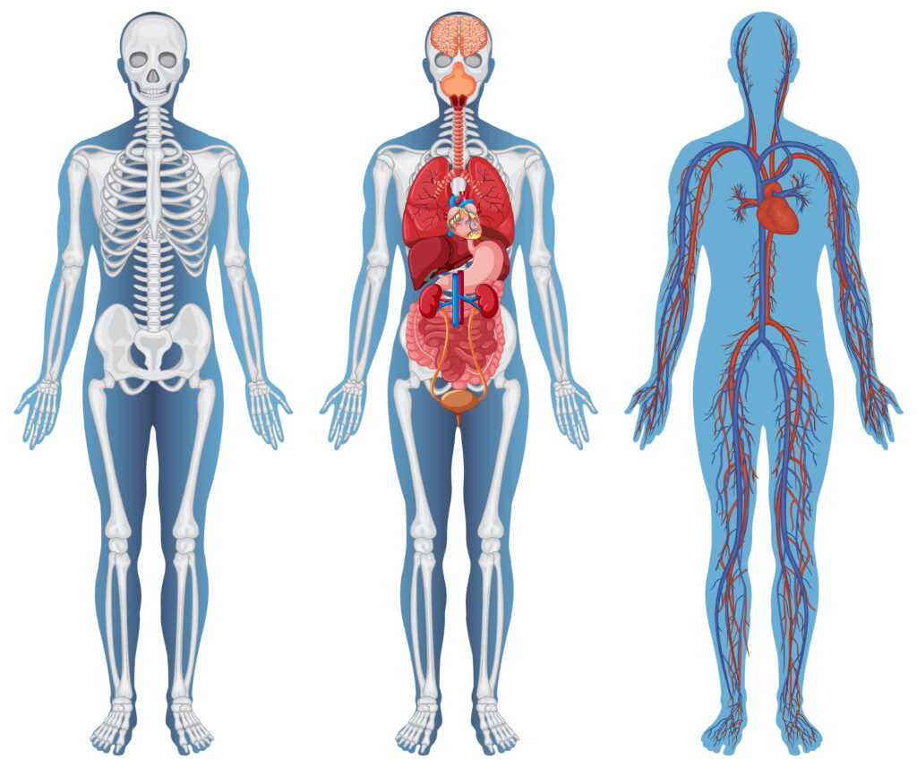 The Human Body